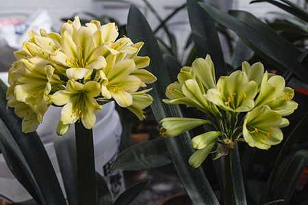 Colorado Clivia's plant numbers 2299(l) and 2302(r).  Clivia miniata, Koike 3503 x Koike 3508